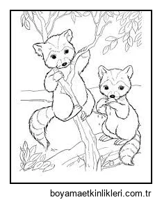 Ağaç Dalı üzerinde iki Sevimli Rakun