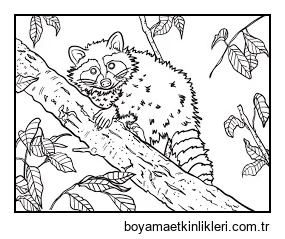 Ağaç Dalı üzerinde Rakun