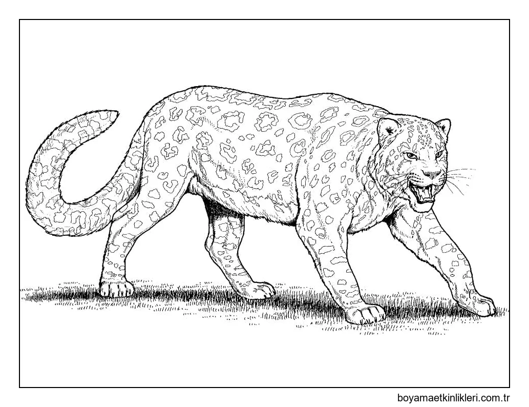 Büyük Leopar