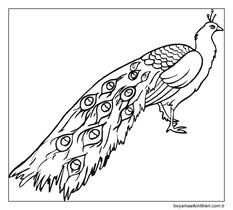 Çocuklara Özel Tavuskuşu