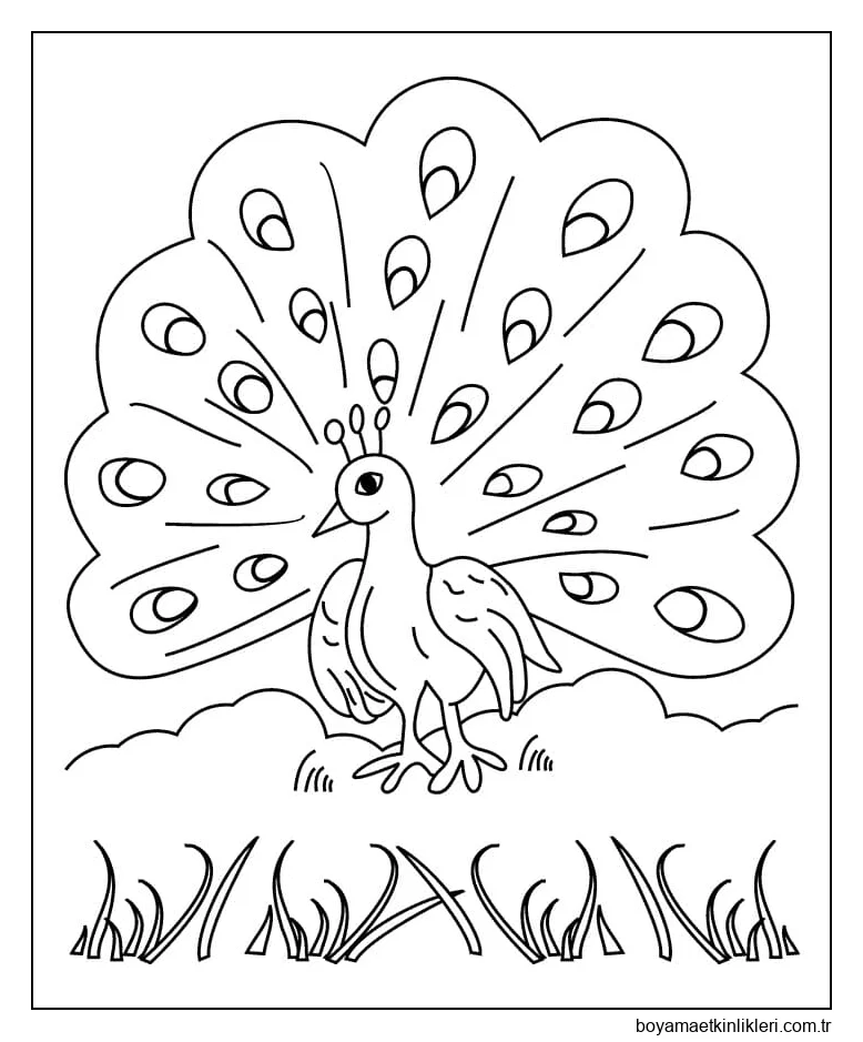 Çok Sevimli Tavuskuşu