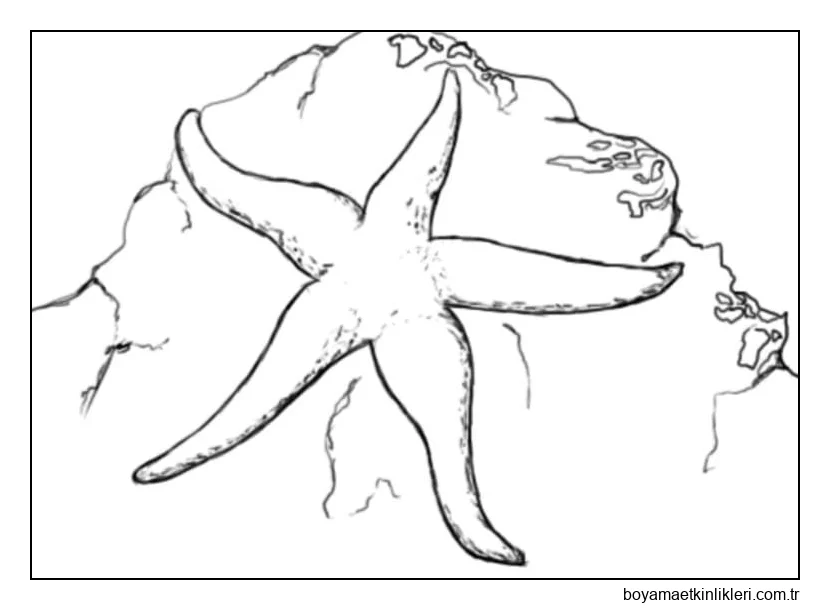 Denizyıldızı Çizimi