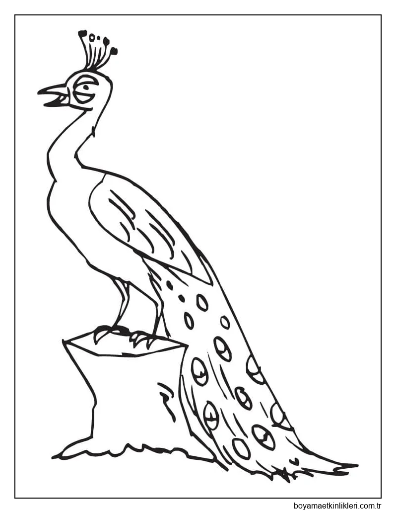 Eğlenceli Bir Tavuskuşu