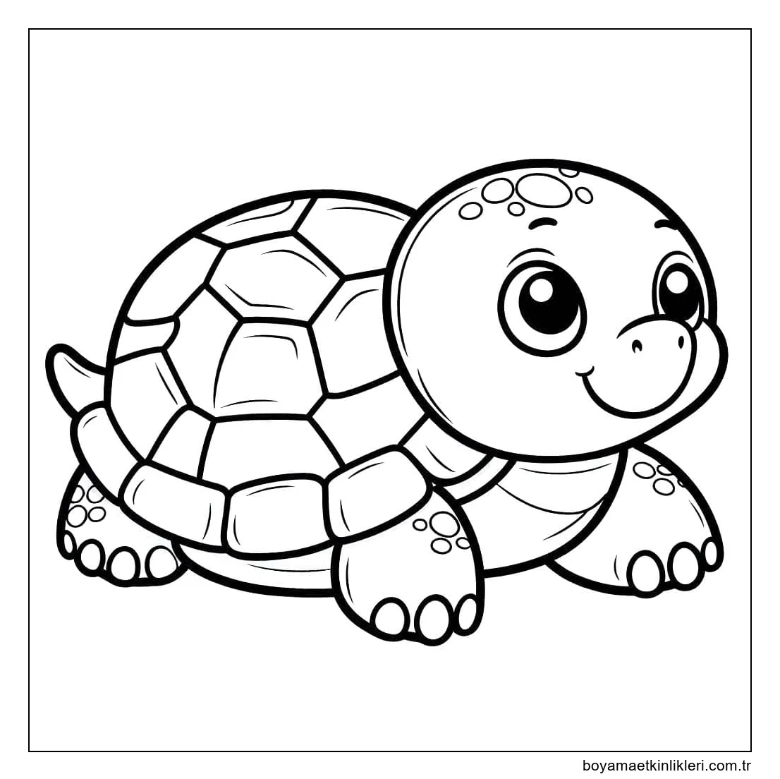 Kaplumbağa 8