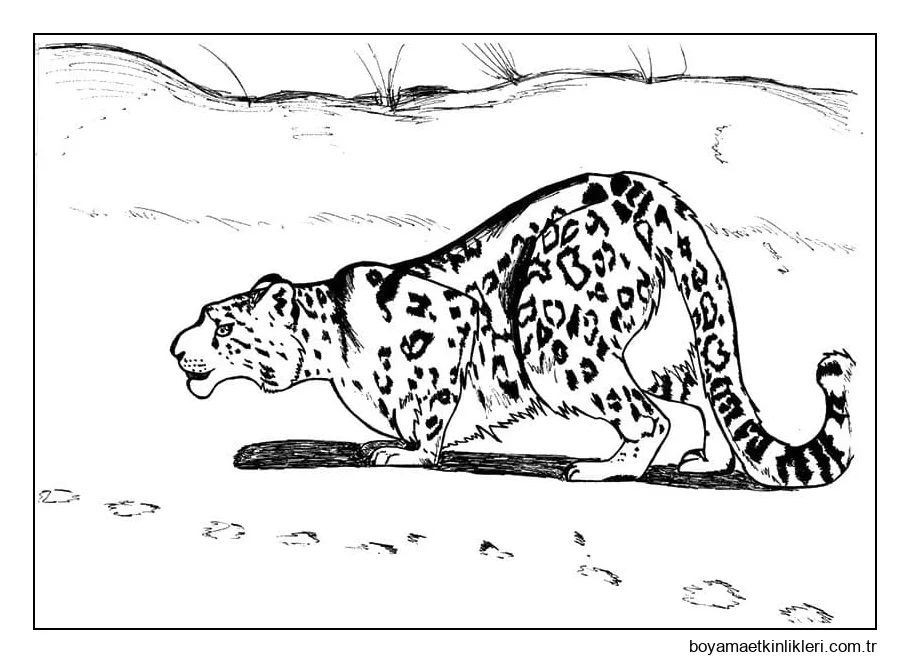 Kar Leoparı Avı