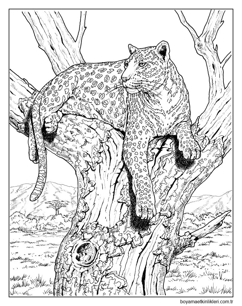 Leopar 1