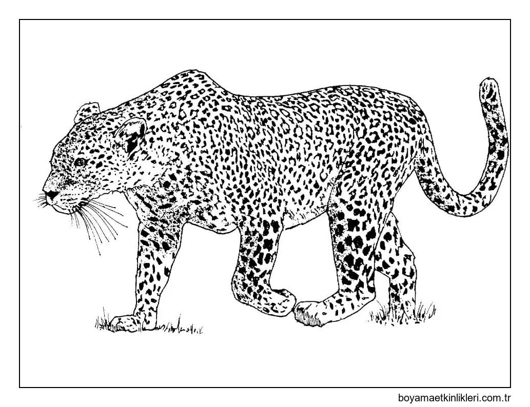 Leopar 3