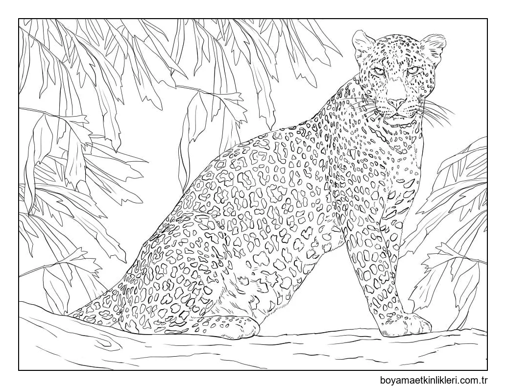 Leopar 4