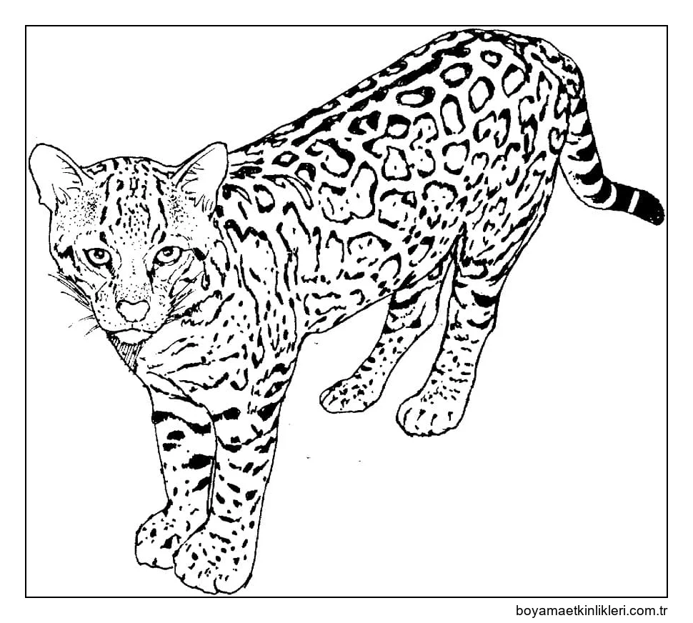 Yazdırılacak Leopar
