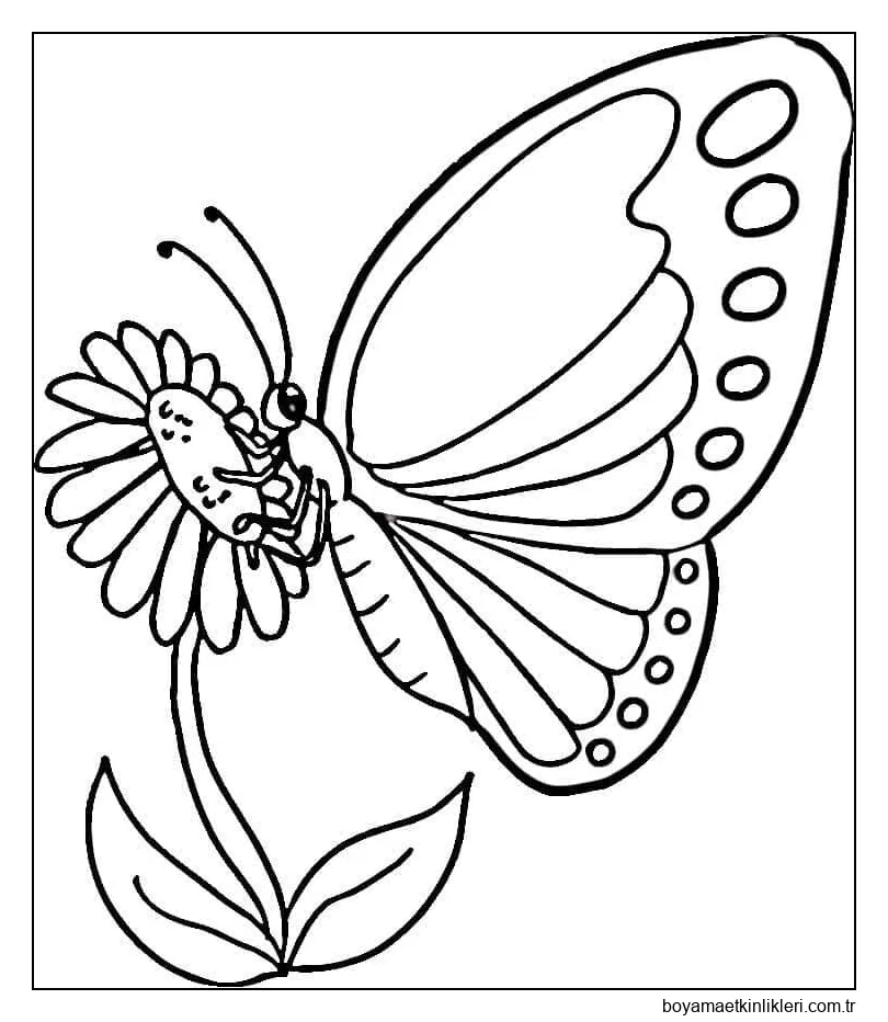 Bir Çiçek Üzerindeki Kelebek