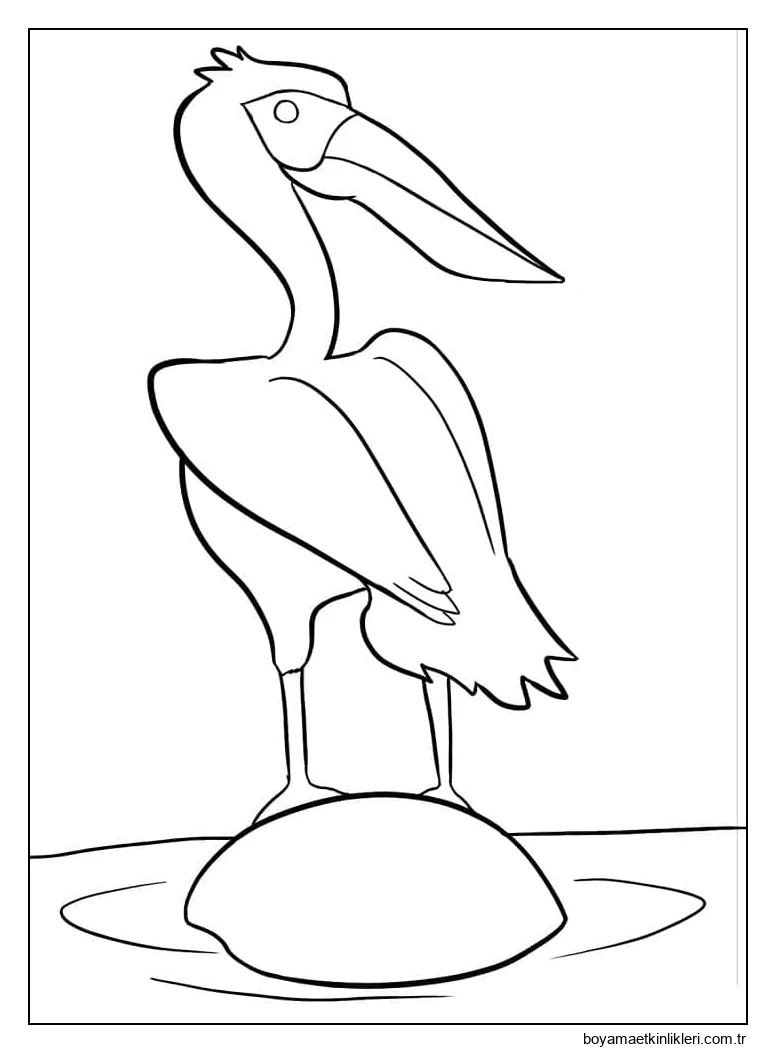 Bir pelikan
