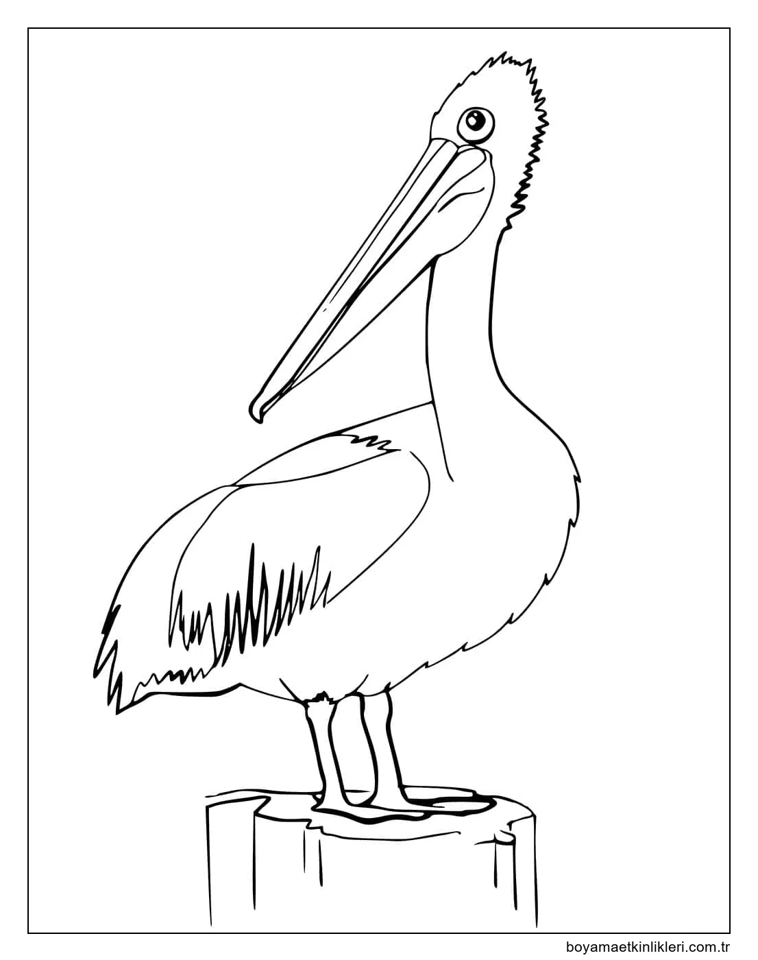 Çocuklar için Pelikan