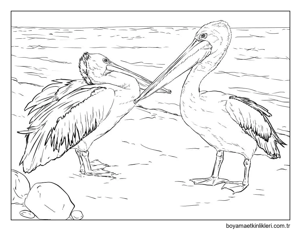 Gerçekçi Pelikanlar