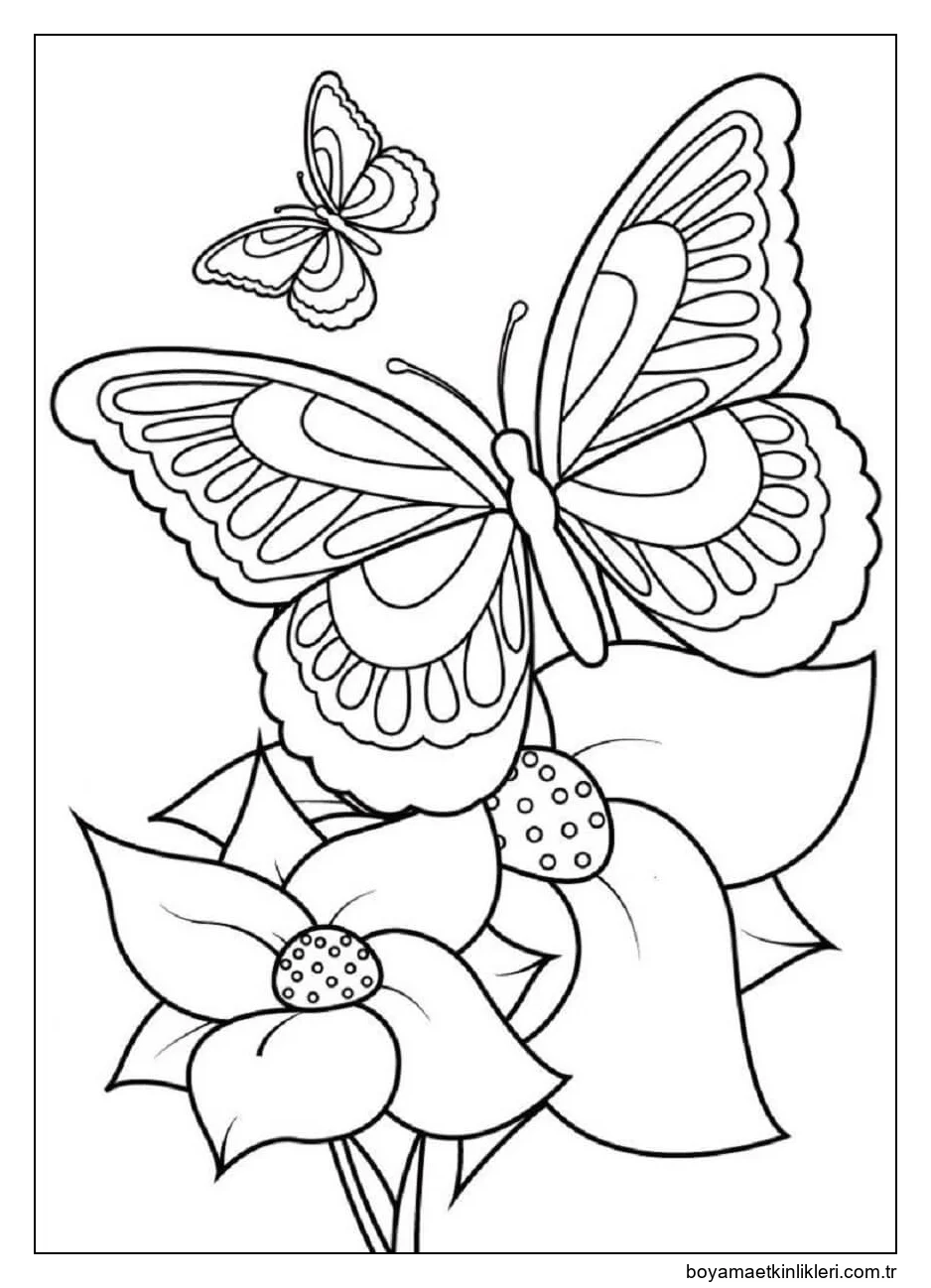 Iki çiçekli Iki Kelebek