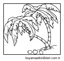 Iki Hindistan Cevizi Ağacı