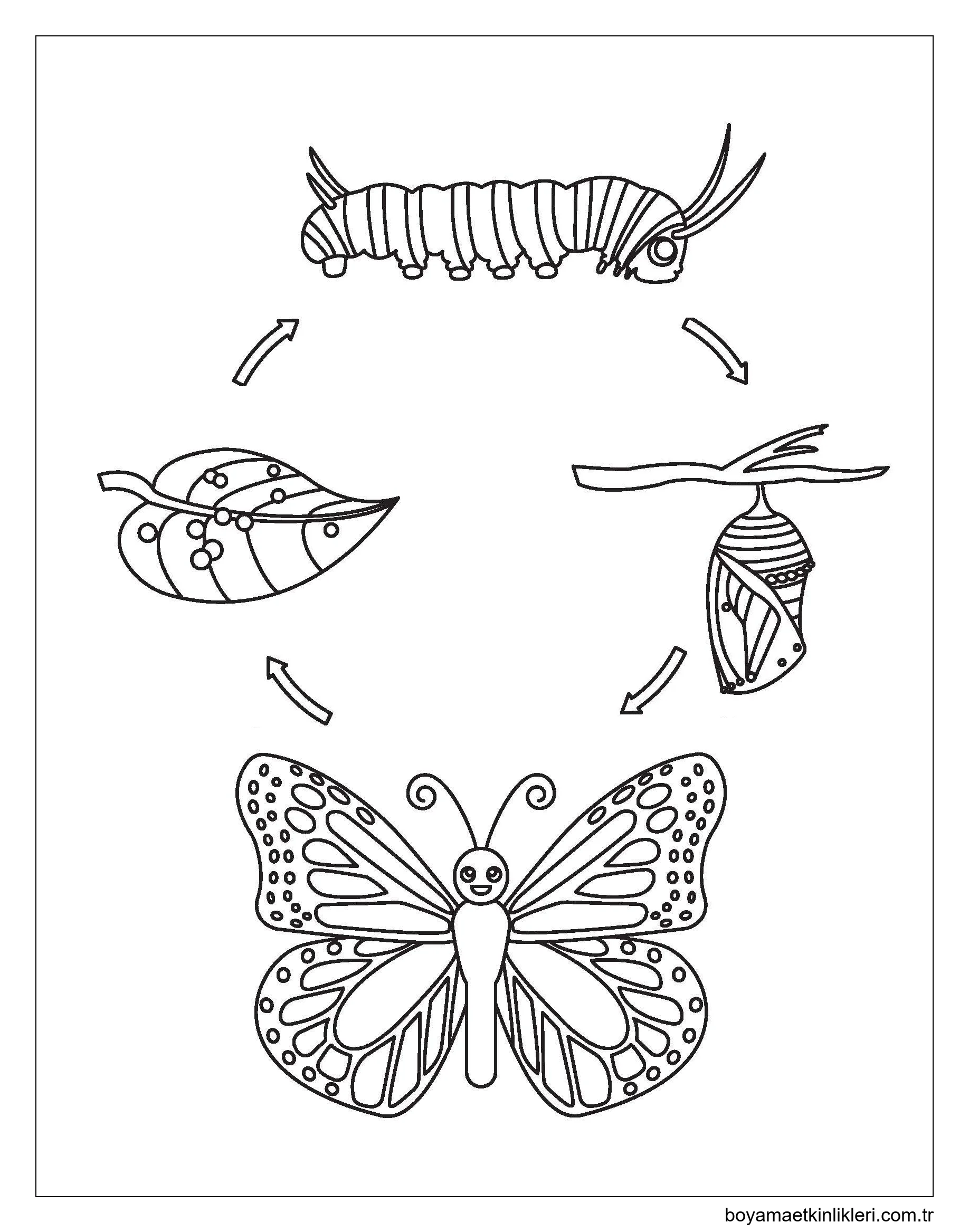 Kelebeğin Yaşam Döngüsü