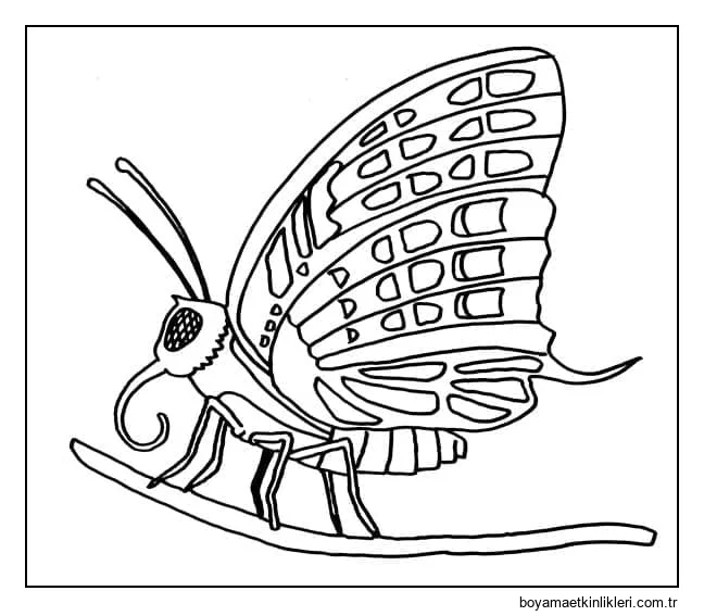 Kelebek Ücretsiz Güzel