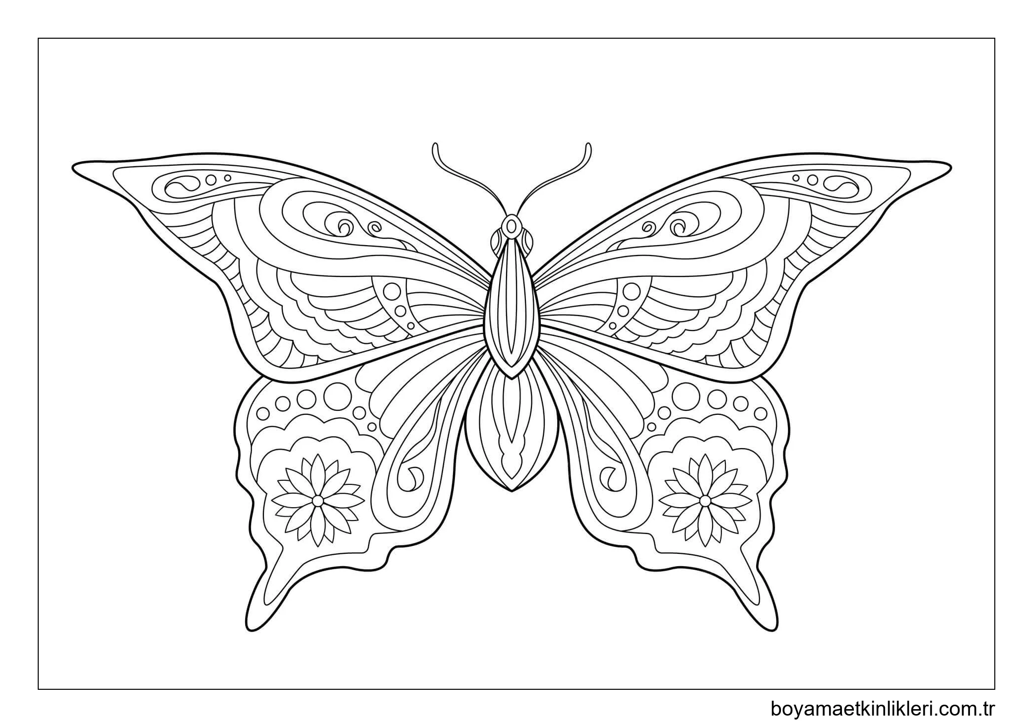 Kelebek Yetişkin Içindir