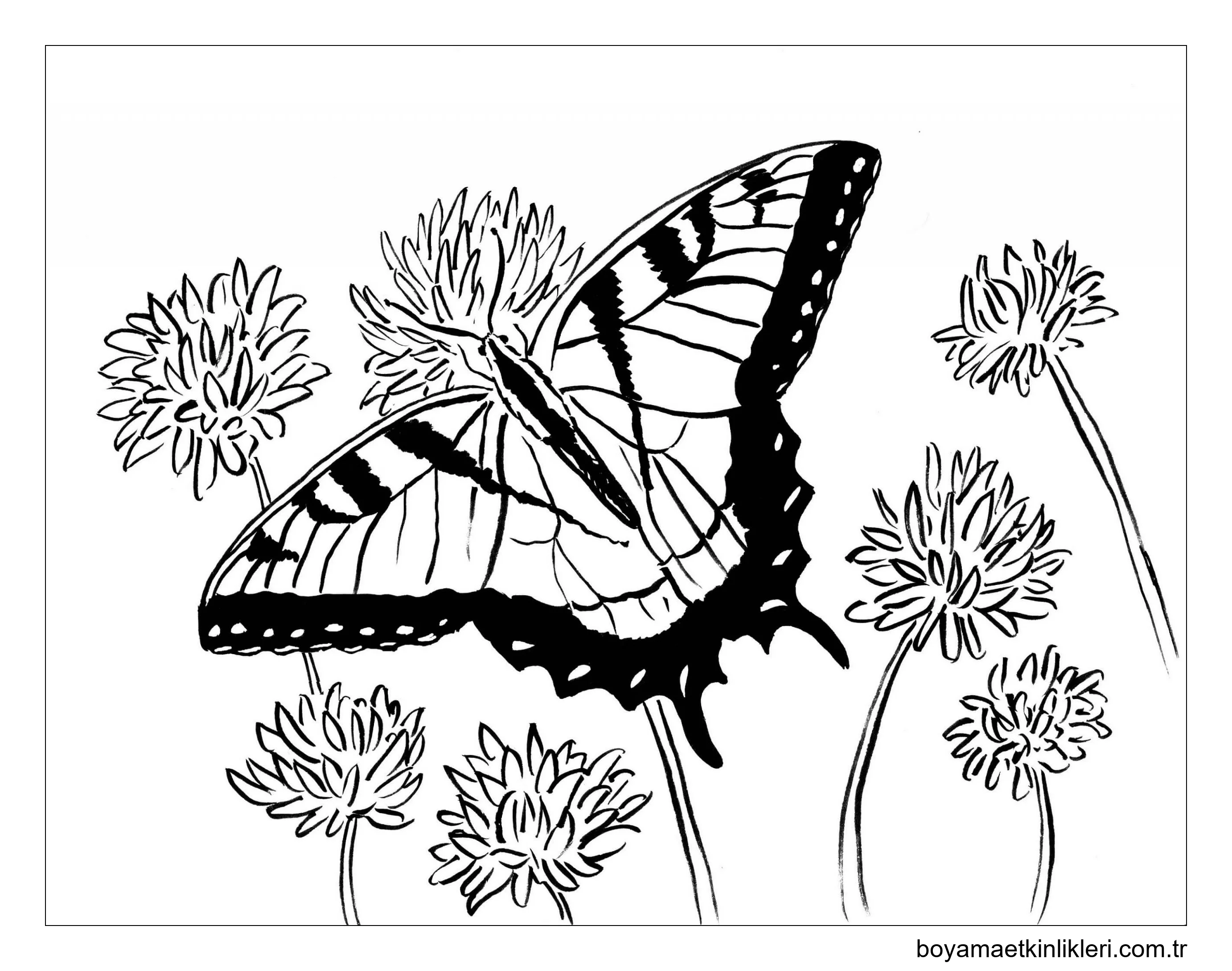 Kırlangıç Kuyruğu Kelebek