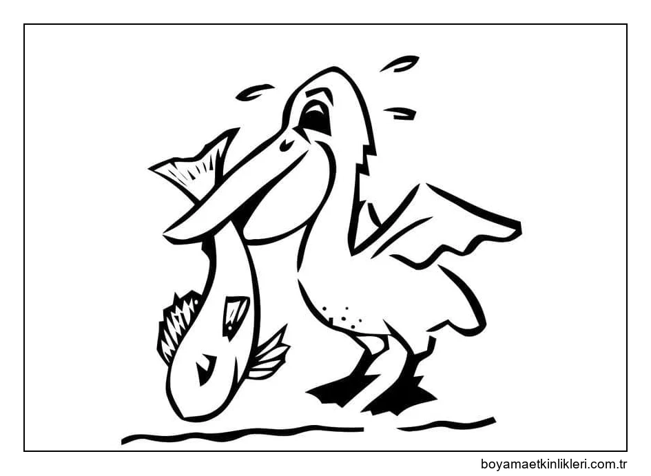 Pelikanın balık yakalaması