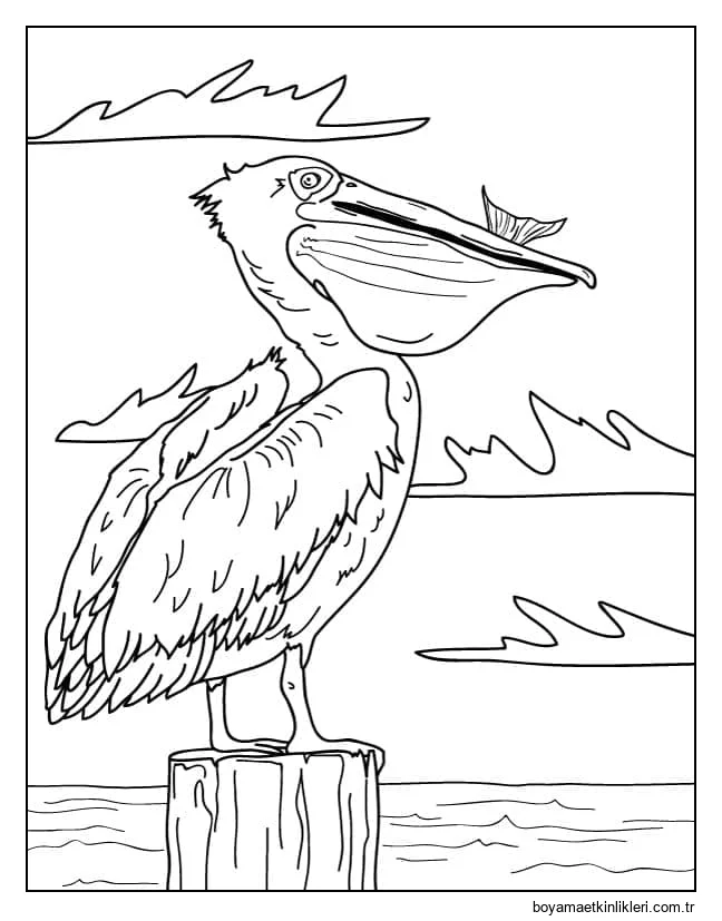 Pelikanın ücretsiz çizimi