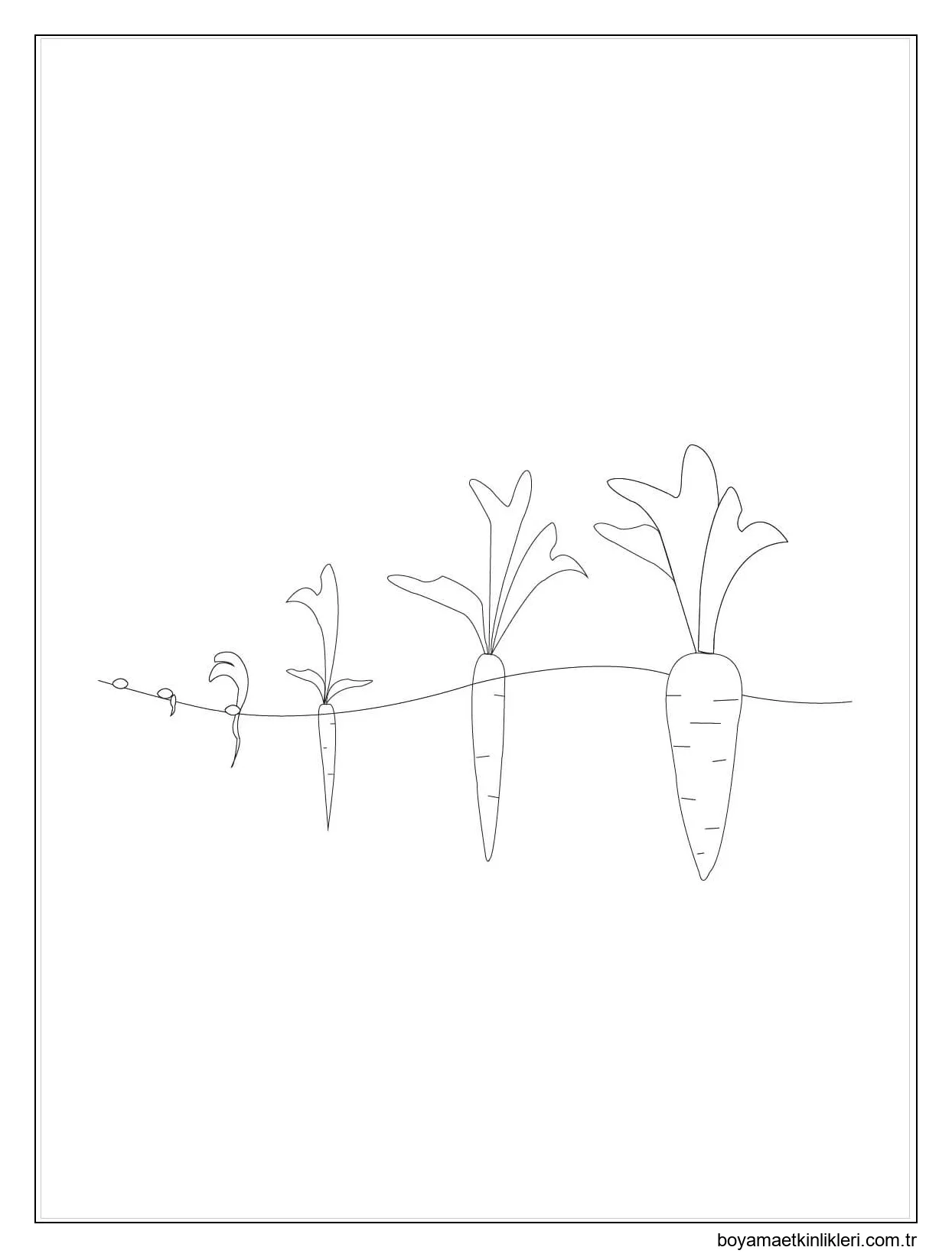 Havuç için Tohumlar