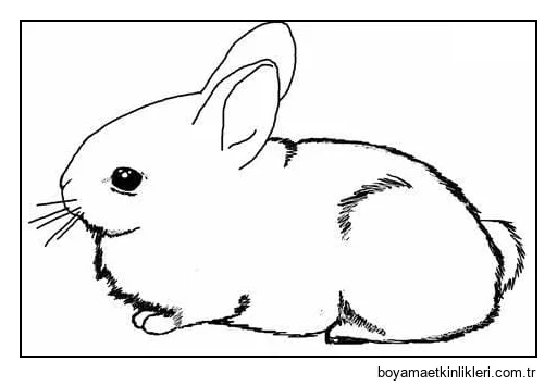 Ücretsiz Tavşan Görüntü Anahattı