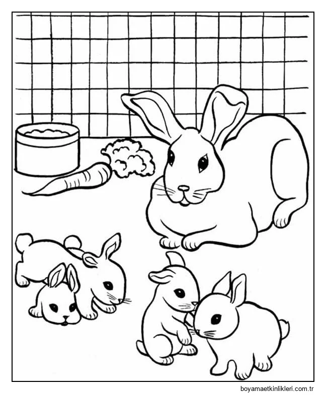 Yetiştiriciliği evcil Hayvan Tavşanı