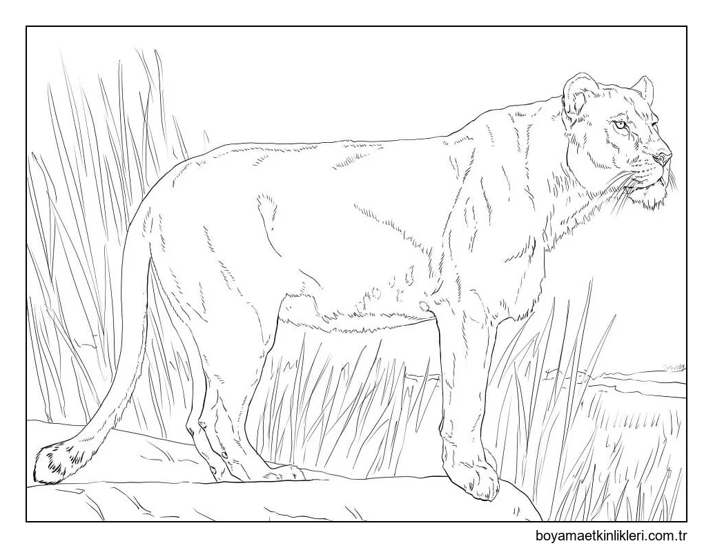 Ayakta Dişi Aslan