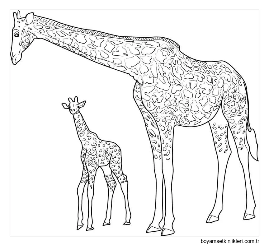 Bebek Zürafa ile Anne Zürafa