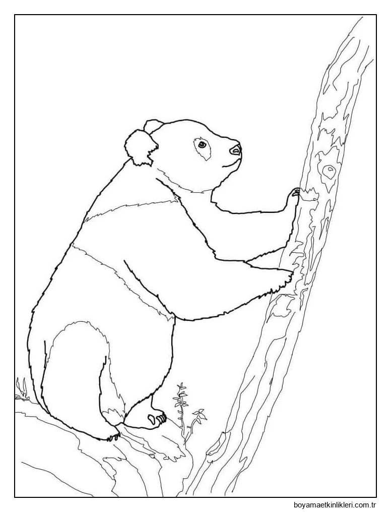 Dev Panda Ağaca Tırmanıyor