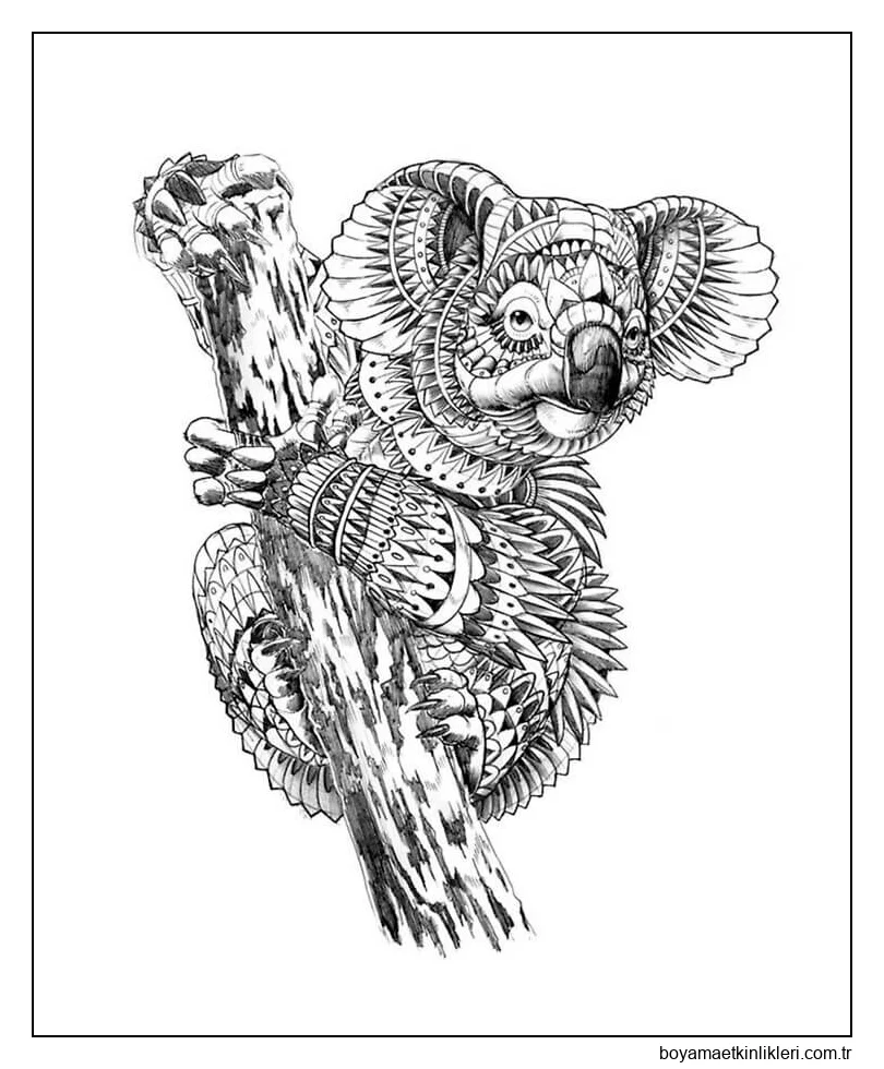 Koala Yetişkinler Içindir