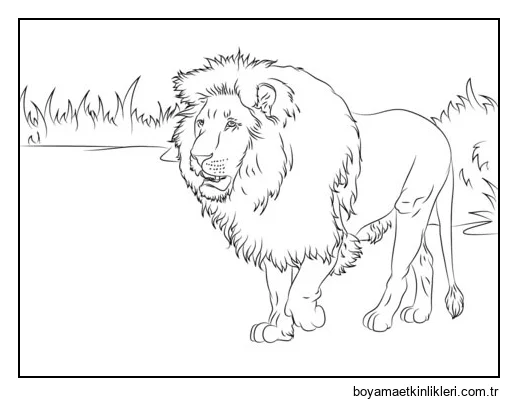 Muhteşem Afrika Aslanı