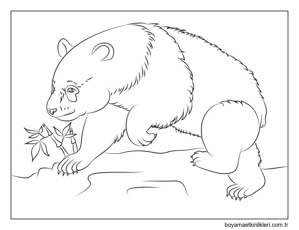 Panda Ayısı