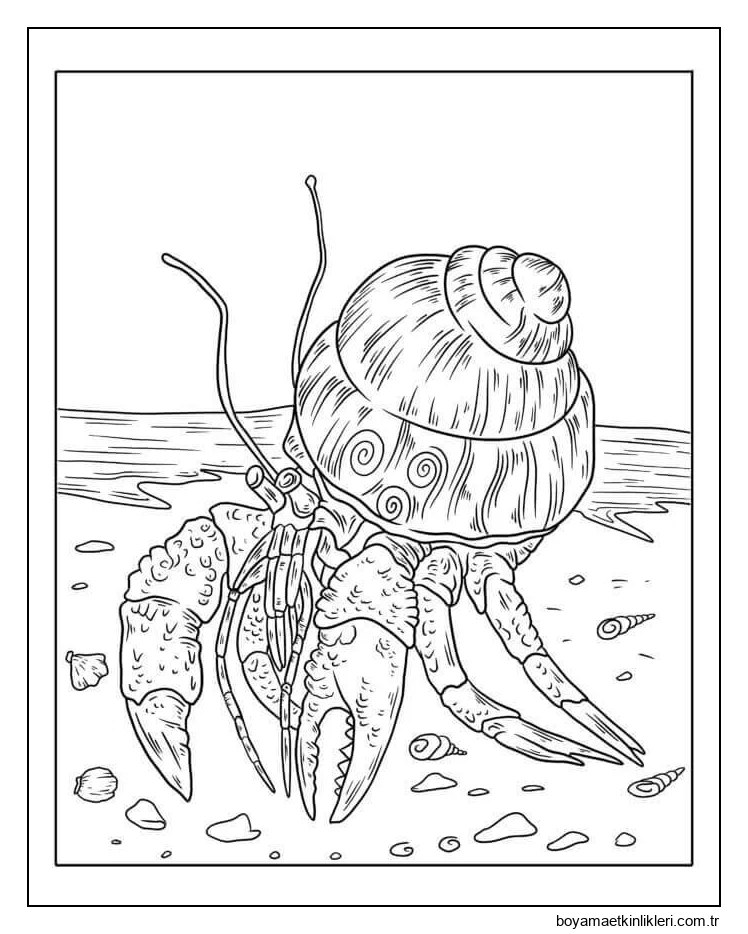 Sahilde Yürüyen Münzevi Yengeç