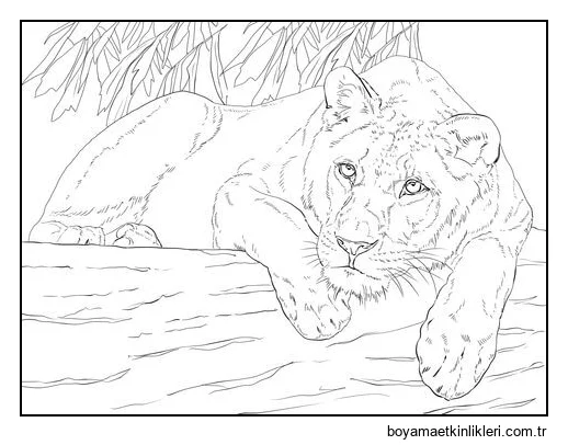 Yalan Söyleyen Dişi Aslan