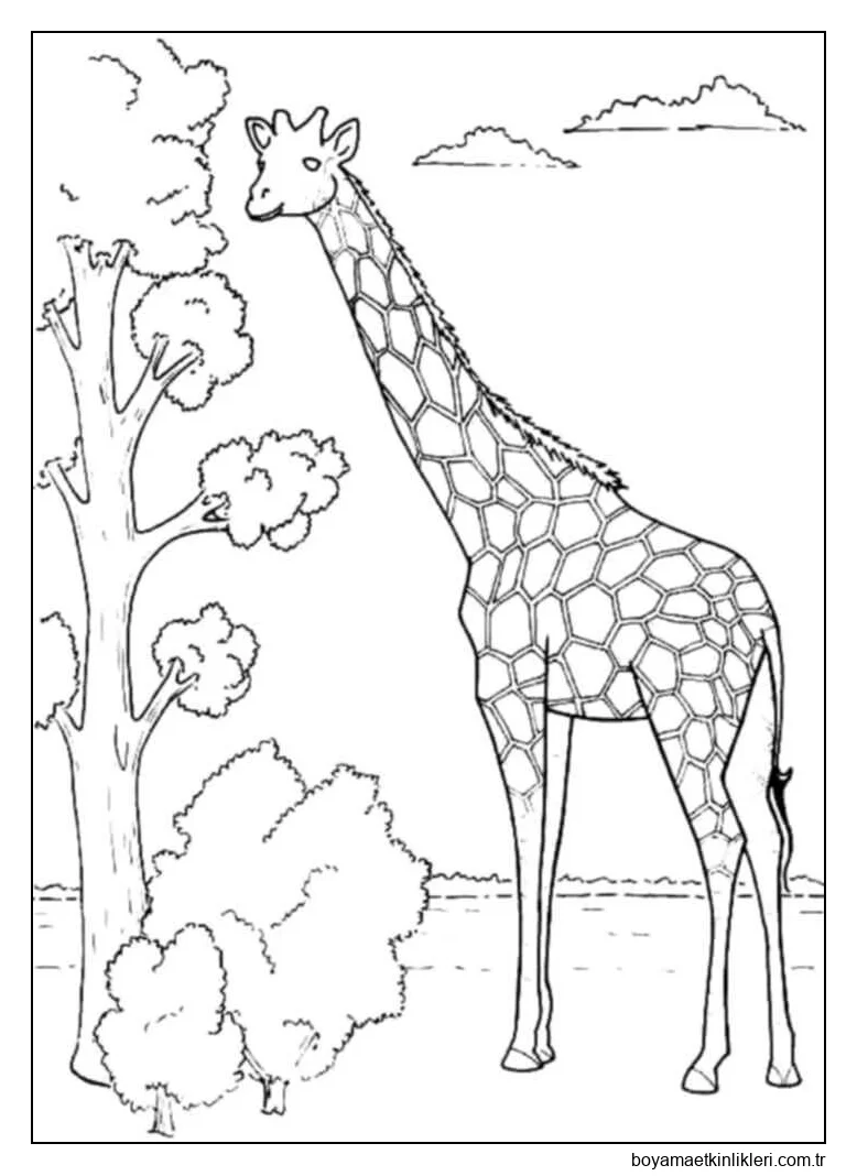Zürafa Ağacı Ile