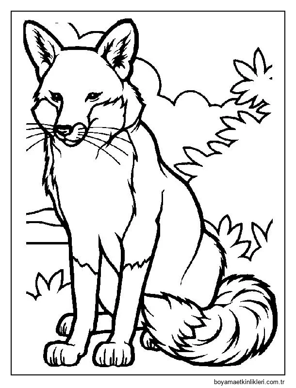 Güzel Kızıl Tilki